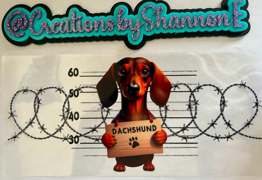Dachshund